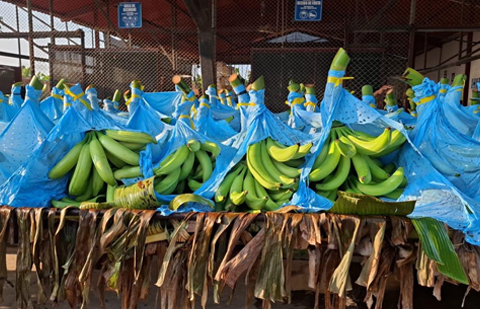 Platano 4